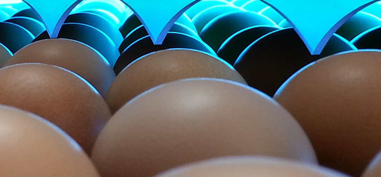 自動破卵検知と紫外線殺菌